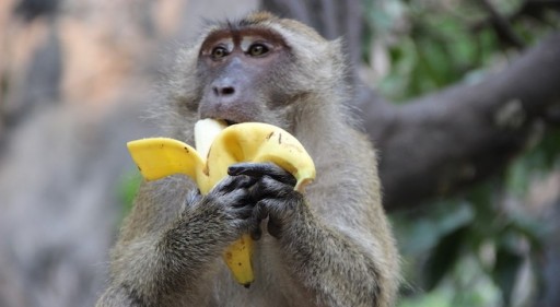 De aap en de banaan